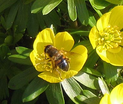 Bee in Danbury